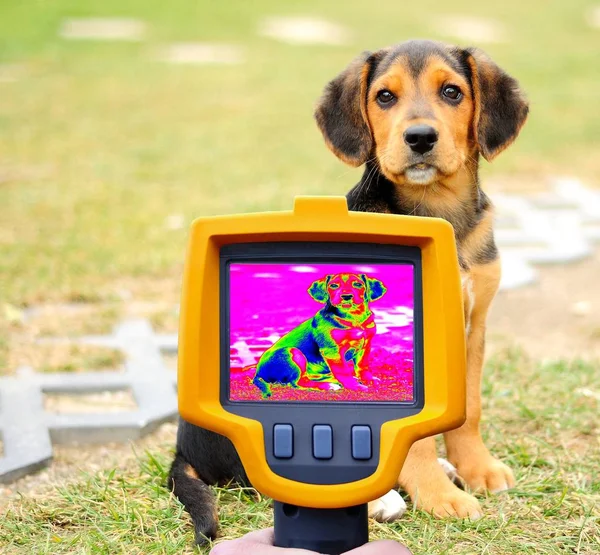 Detecção de perda de calor do cão — Fotografia de Stock