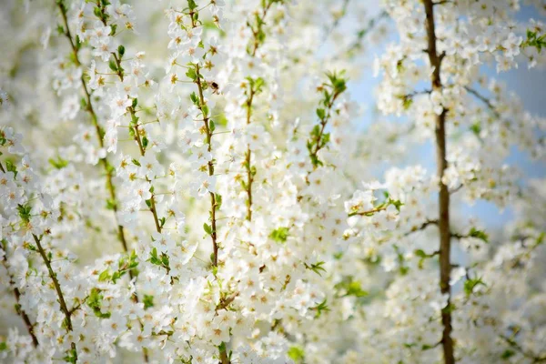 Blossoming Cherry Brunch — Stock Photo, Image