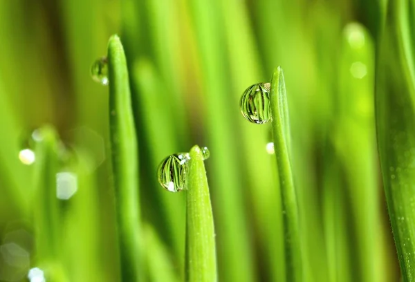 Nat gras met regendruppels — Stockfoto