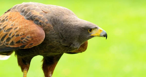 Águila marrón de cerca — Foto de Stock