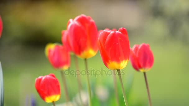 Tulipes rouges oscillantes 