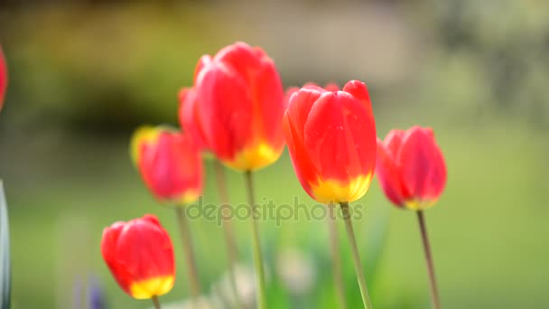 Balançando tulipas vermelhas — Vídeo de Stock