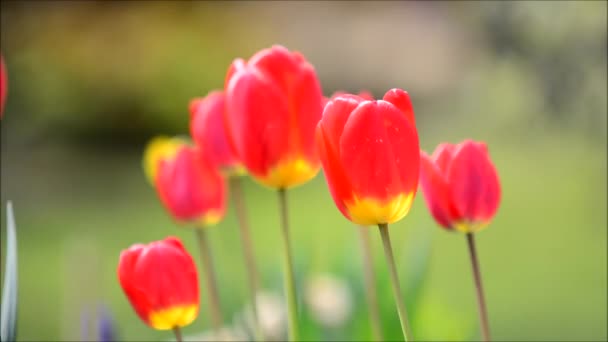 Tulipes rouges oscillantes 