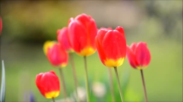 Balançando tulipas vermelhas — Vídeo de Stock