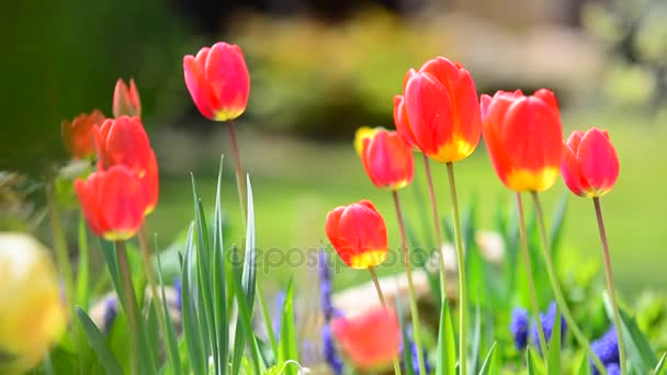 Balançando tulipas vermelhas — Vídeo de Stock