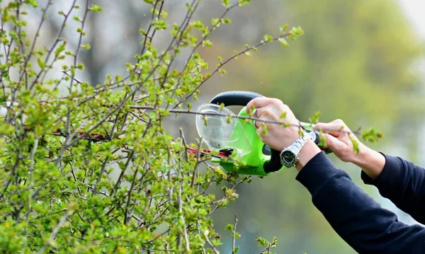 Schneiden einer Hecke — Stockfoto