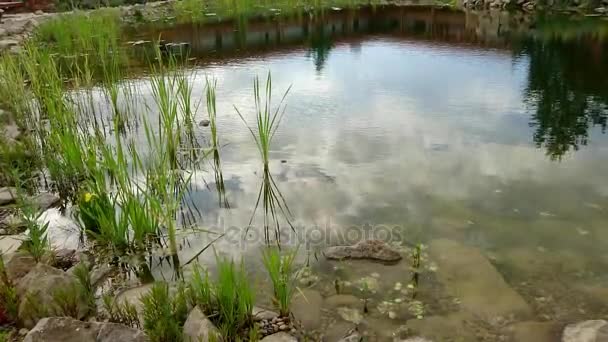 하늘이 반사 연못 표면 — 비디오