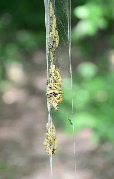 Yponomeuta cagnagella caterpillar — Stock Photo, Image