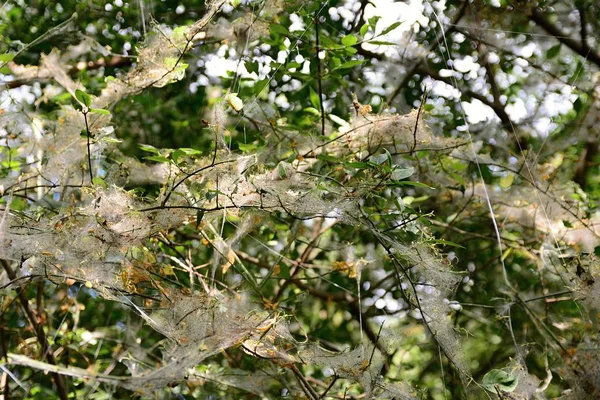 Web na planta — Fotografia de Stock