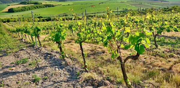 View of vineyard — Stock Photo, Image