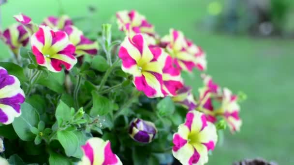 Bordó csillag Petunias — Stock videók