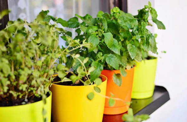 Pots with herbs — Stock Photo, Image