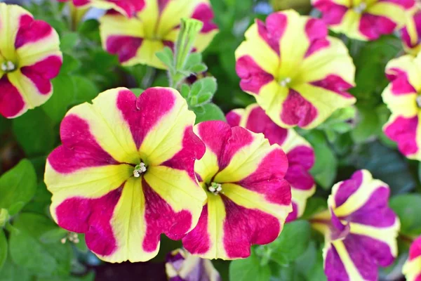 Bourgogne Star Petunias — Photo