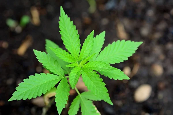 Growing Cannabis plant — Stock Photo, Image