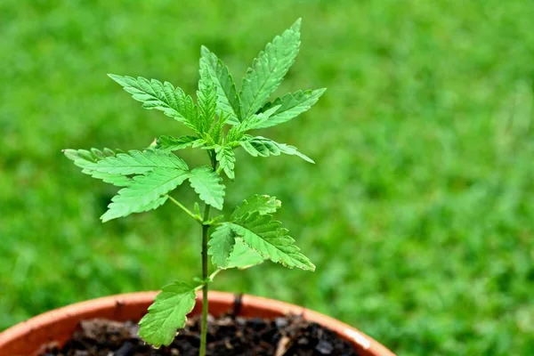 Cannabis planta em uma panela — Fotografia de Stock