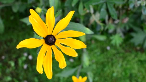 Rudbeckia flower top view — Stock Video