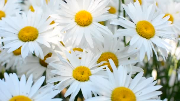 Daisies in wind — Stock Video