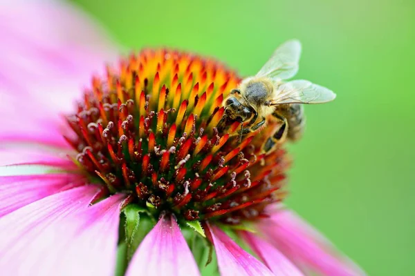 Пчела на фиолетовый цветок — стоковое фото
