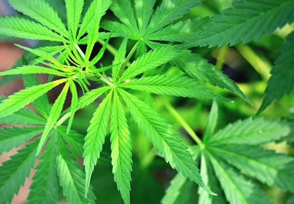 Marijuana växt på nära håll — Stockfoto
