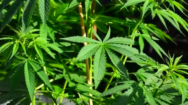 Marihuana-Pflanze im Wind — Stockvideo