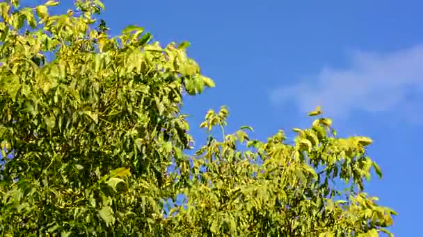 Cima dell'albero nel vento — Video Stock