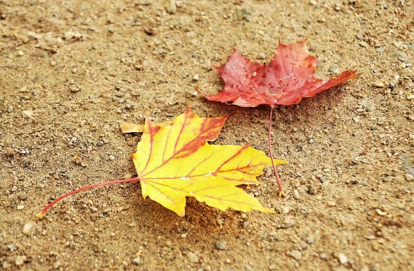 Herfstbladeren op de grond — Stockfoto