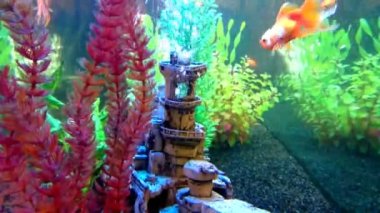 Yakından görmek Goldfish yüzen ile bir tatlı su akvaryum içine. Akvaryumda sualtı bitkiler vardır ve dekorasyon batık.