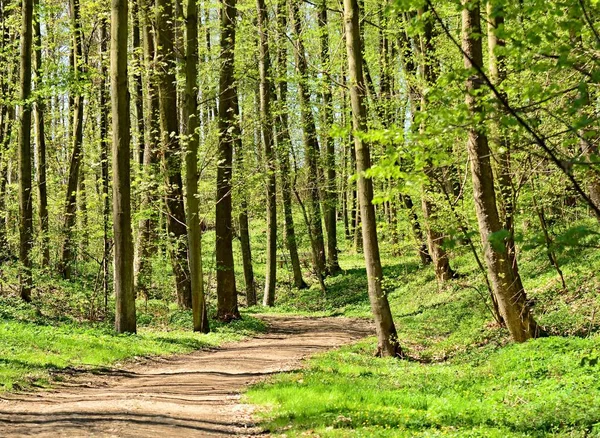 Groene park — Stockfoto