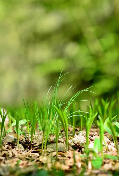 பசுமை வளரும் புல் அருகில் — ஸ்டாக் புகைப்படம்