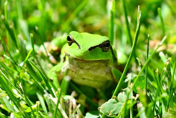 Green European Tree Frog — Stock Photo, Image