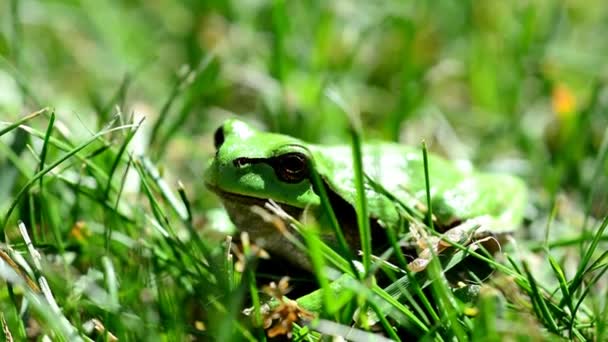 Close Green European Tree Frog Hyla Arborea Sitting Grass — стоковое видео