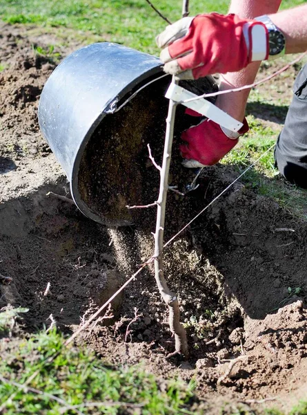 Homem Plantando Uma Árvore Buraco Início Primavera Jardim — Fotografia de Stock