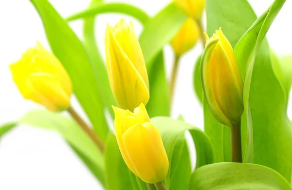 Closeup Fresh Yellow Tulip Flowers White Background Selective Focused Foreground — Stock Photo, Image