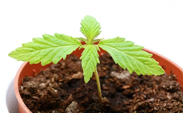 Närbild Ung Cannabis Marijuana Växt Planta Med Jord Sköts Över — Stockfoto