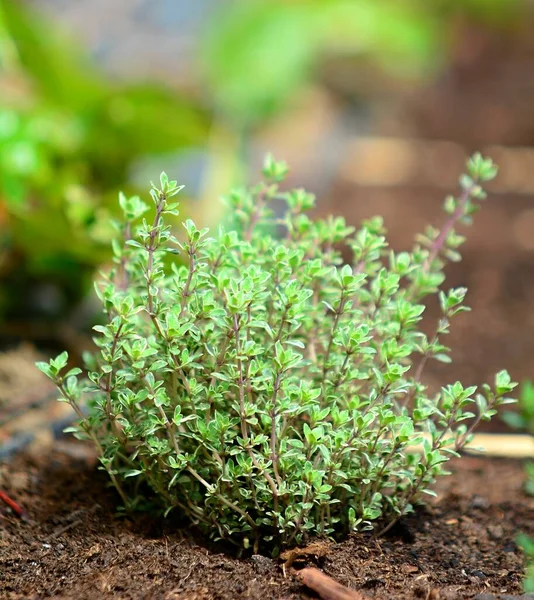 Sluitingen Van Het Kweken Van Verse Tijmplant Grond — Stockfoto