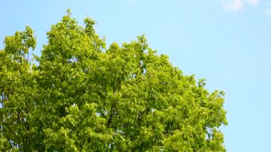 Ağaç taç dalları rüzgarda sallanıyor mavi gökyüzüne karşı.