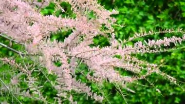 Saltcedar 'a (Tamarix) yakın çekim. Rüzgarda sallanan pembe dallar..