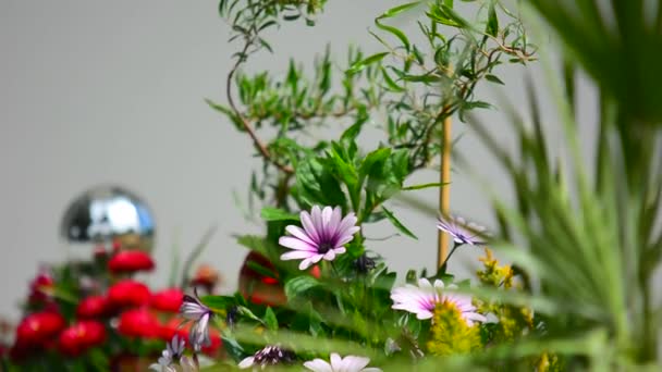 Lila Osteospermum Pflanze Wiegt Sich Wind — Stockvideo