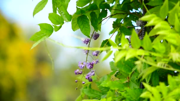 Closeup Wisteria Sinensis Plant Swaying Wind Natural Green Background — Stock Video