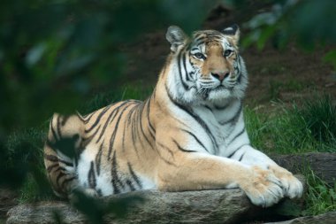 Bengal kaplanı Panthera tigris tigris Philadelphia Hayvanat Bahçesi'nde