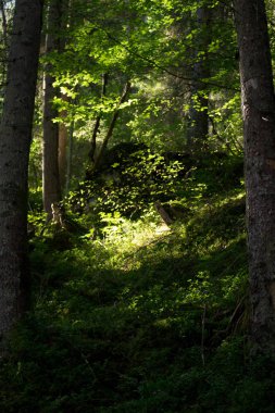Bir sabah orman oynak güneş ışınları