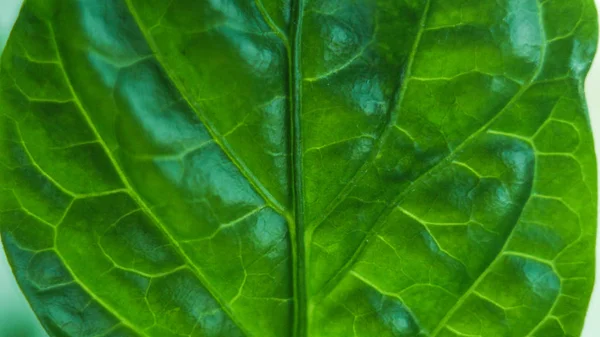 잎의 세부 사항 — 스톡 사진