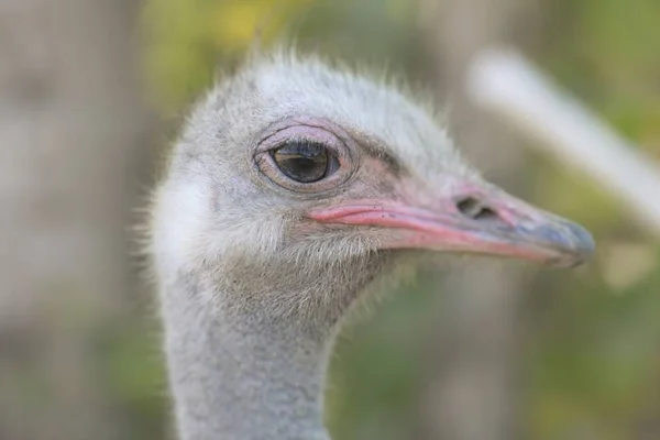 EMU-THE SECOND LARGEST LIVING BIRD — Stock Photo, Image