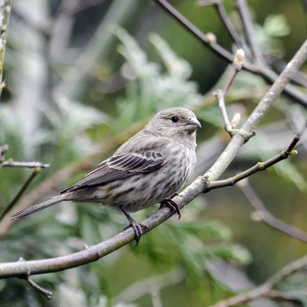 Ağacın altında oturup bülbül