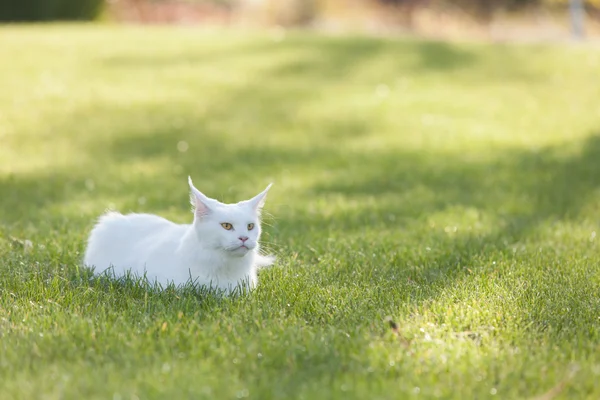 Мейн Кун білий кіт в дикій природі — стокове фото