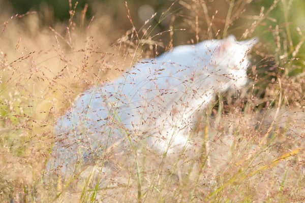 Maine Coon gato blanco en la naturaleza — Foto de Stock