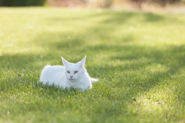 Maine Coon white cat in the wild — Stock Photo, Image
