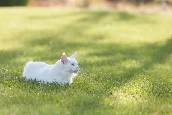 Maine Coon white cat in the wild — Stock Photo, Image
