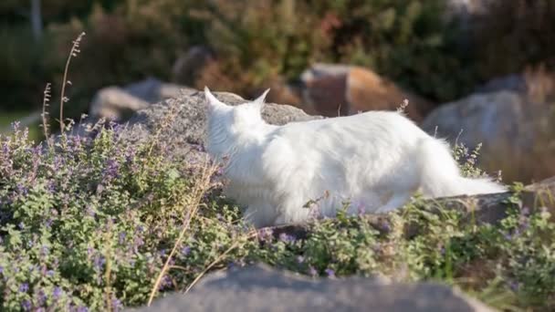 在野外的白色的缅因库恩猫 — 图库视频影像