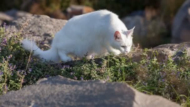 Λευκό Maine Coon γάτα στην άγρια φύση — Αρχείο Βίντεο